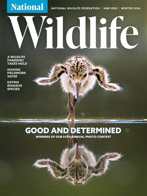 Cover image for National Wildlife